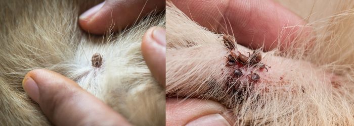 Ticks on Dog Image